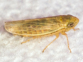 Psammotettix cephalotes